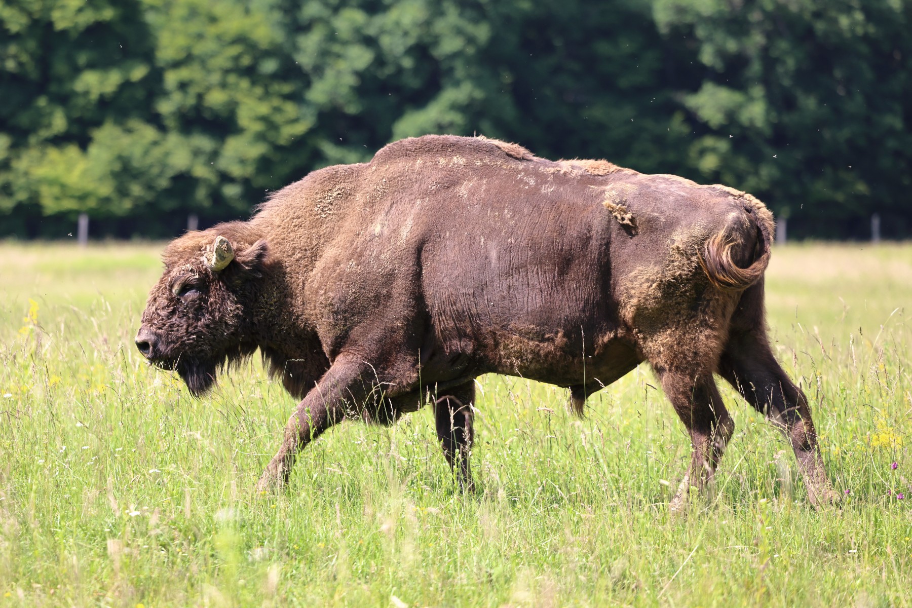 European bison (Bison bonasus)