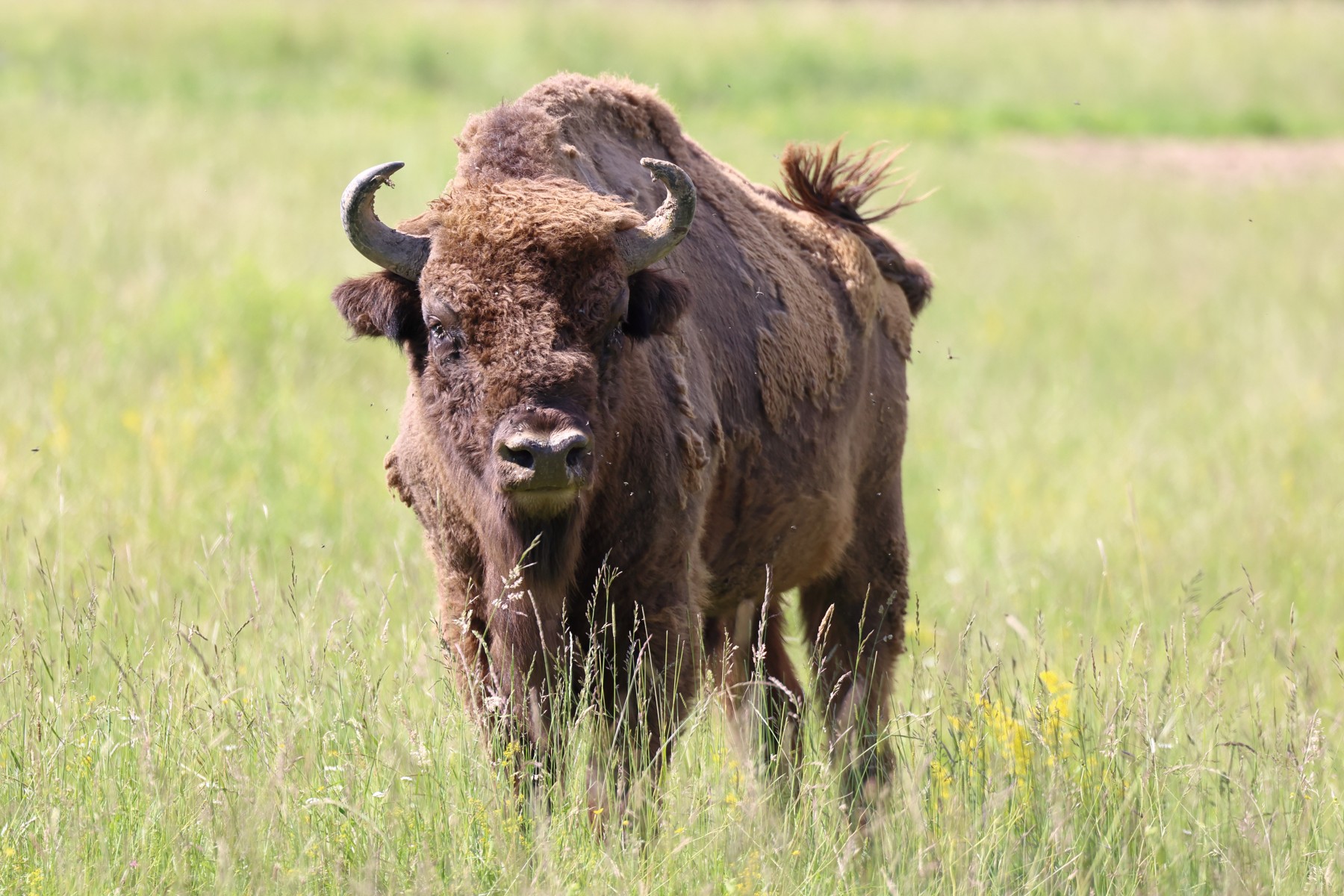 European bison (Bison bonasus)