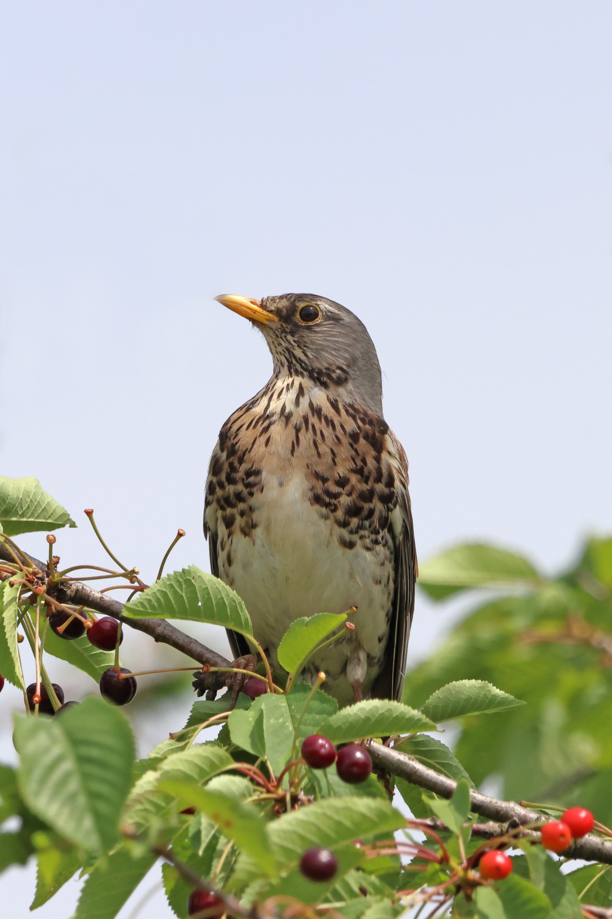 Fieldfare (Turdus pilaris)