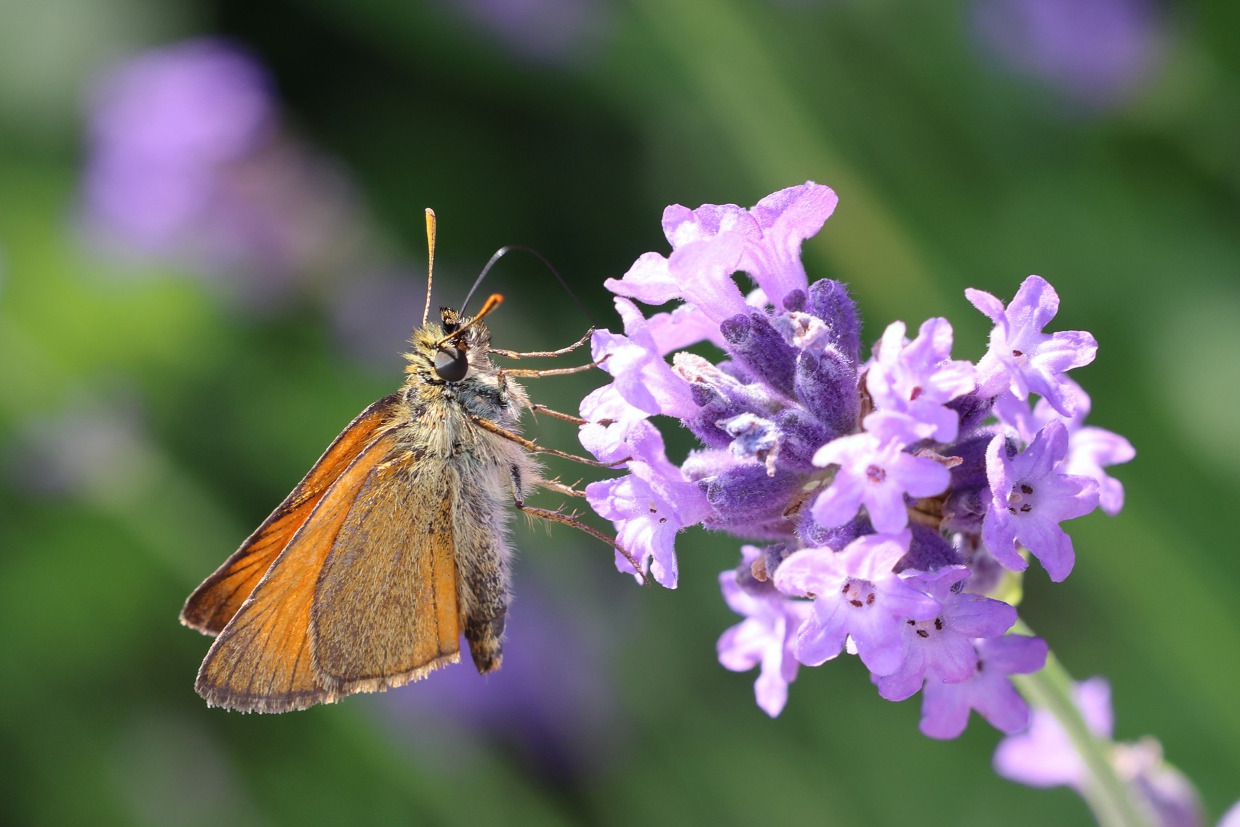 Small skipper (Thymelicus sylvestris)