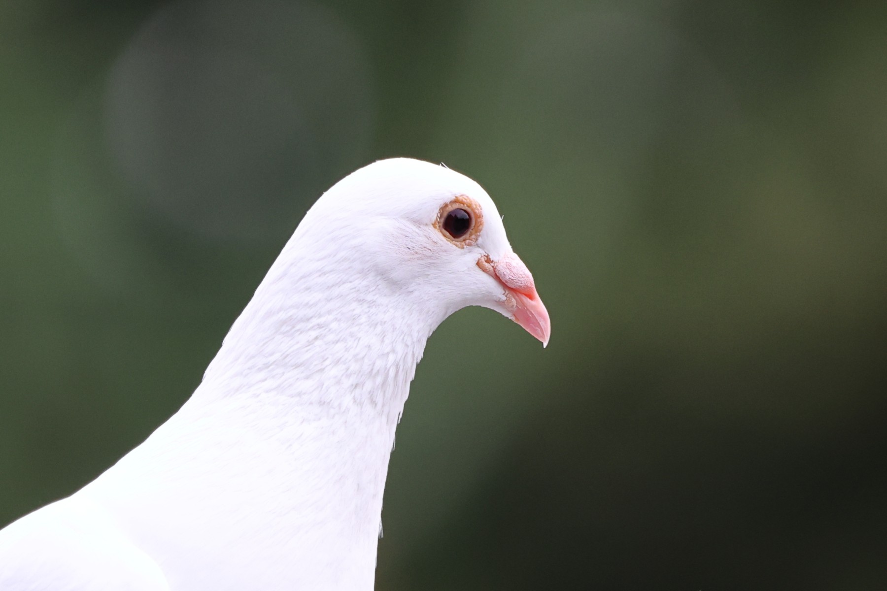 White pigeon