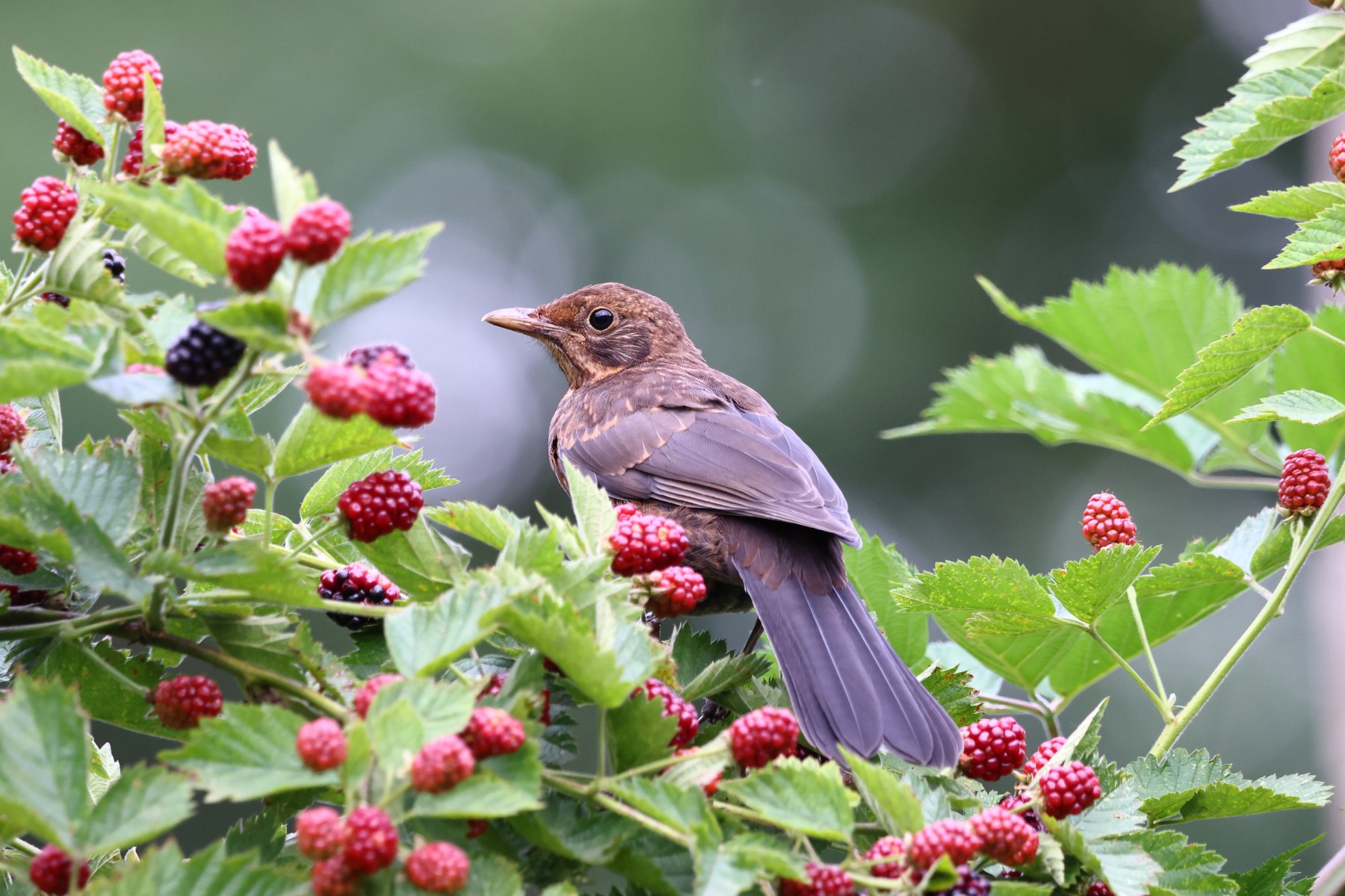 Blackbird female