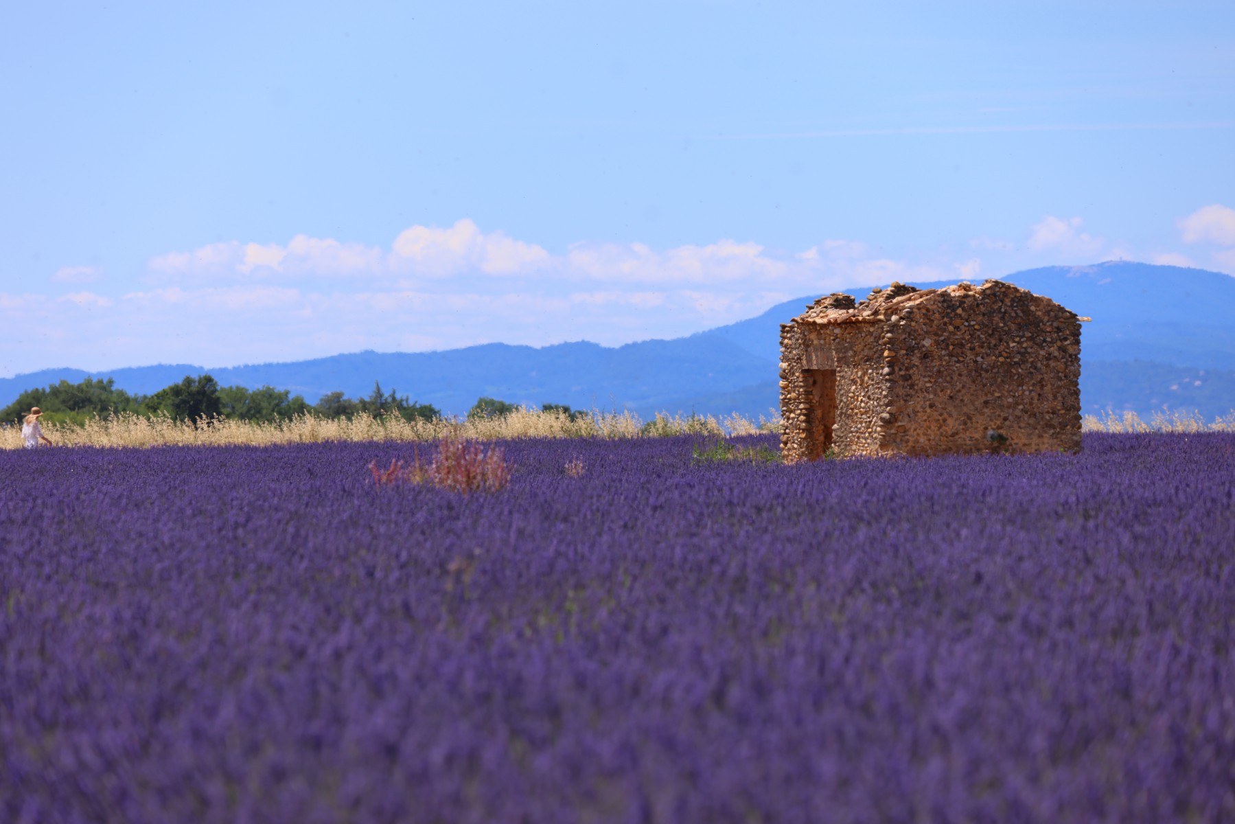Lavender fields
