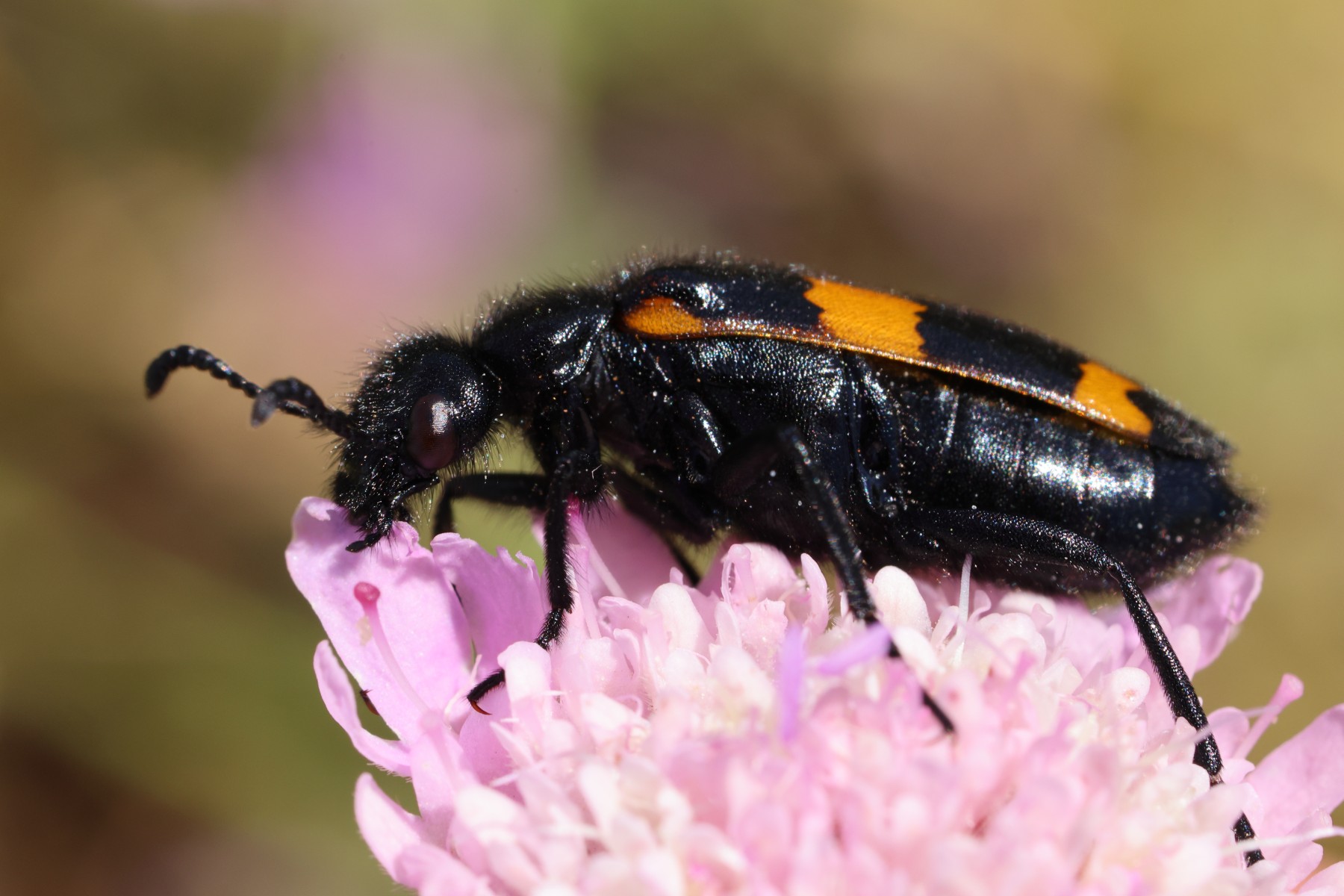 Hycleus beetle