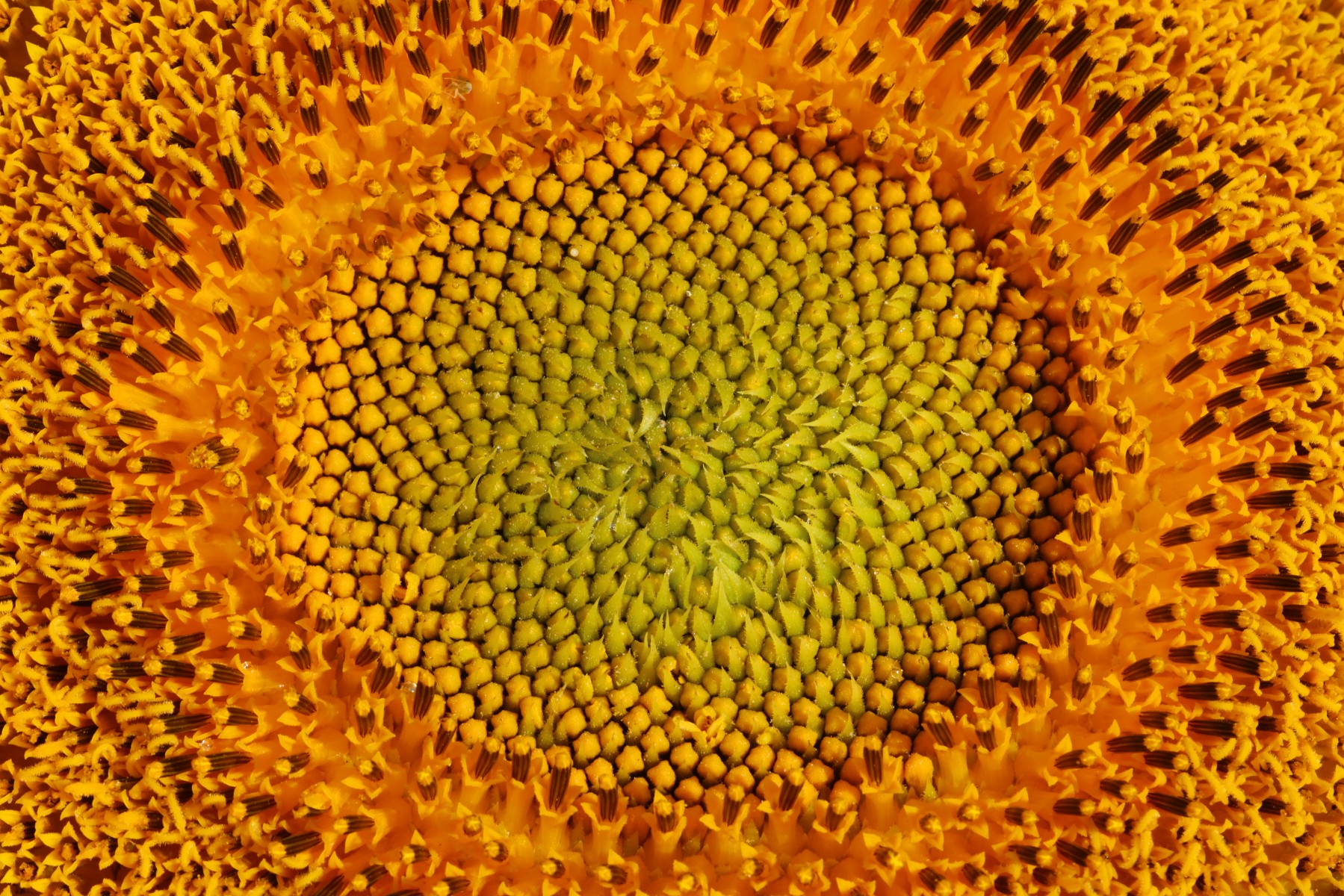 Sunflower - Detail