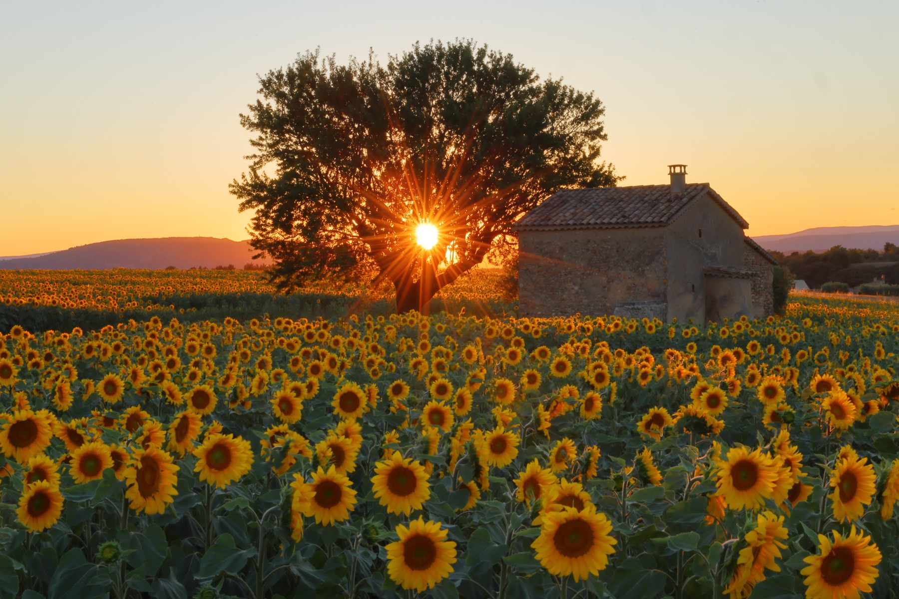 Sunflower field - Sunset