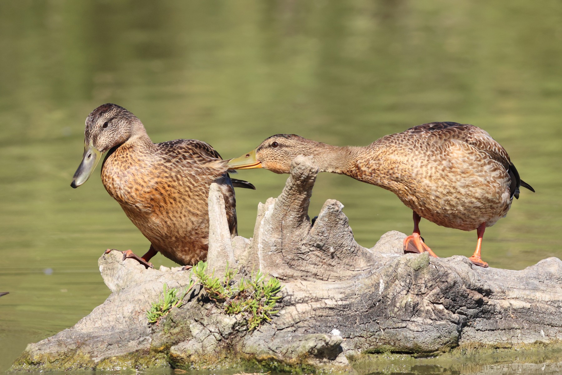 Mallards biting
