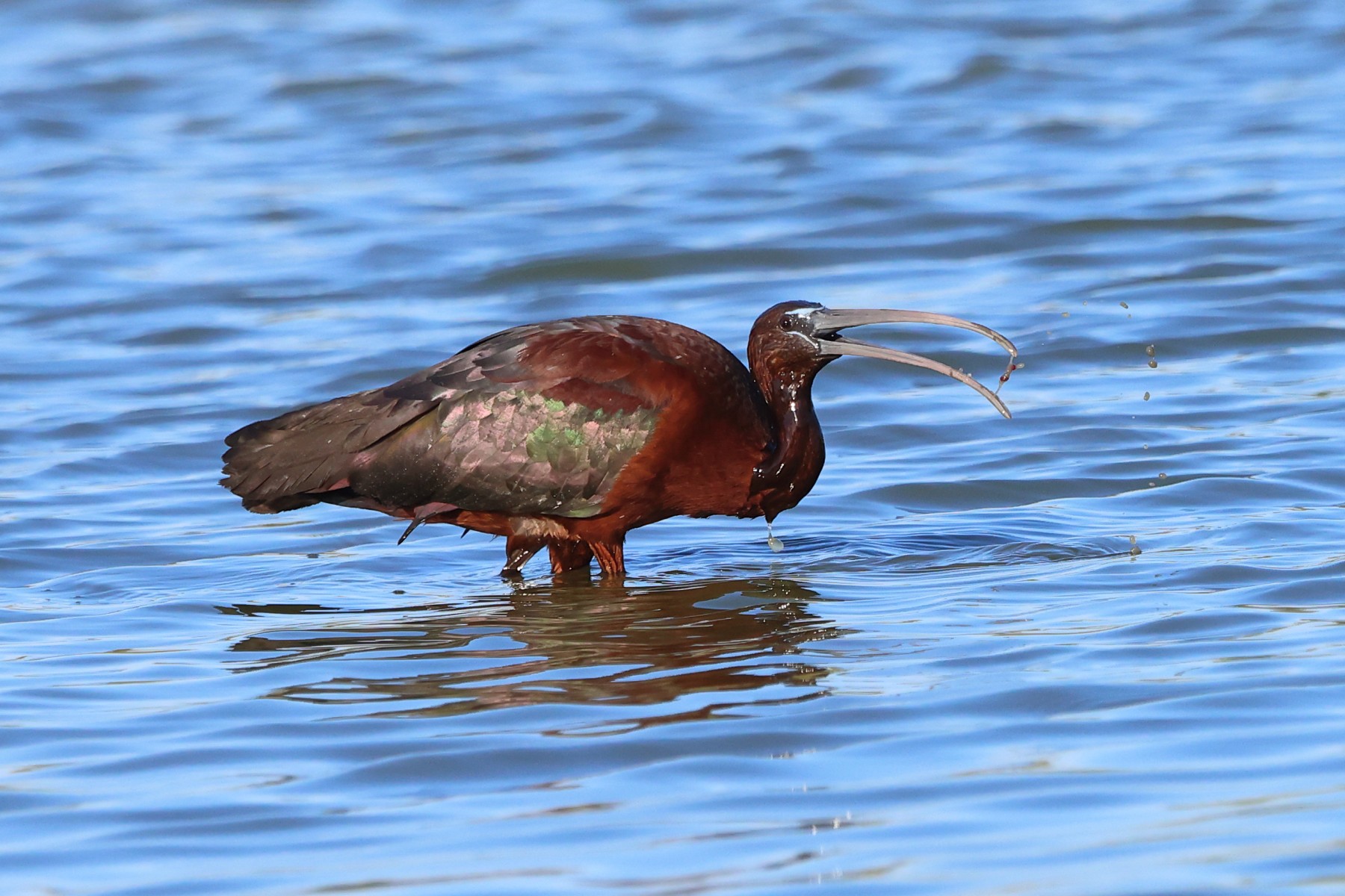 Glossy ibis (Plegadis falcinellus)