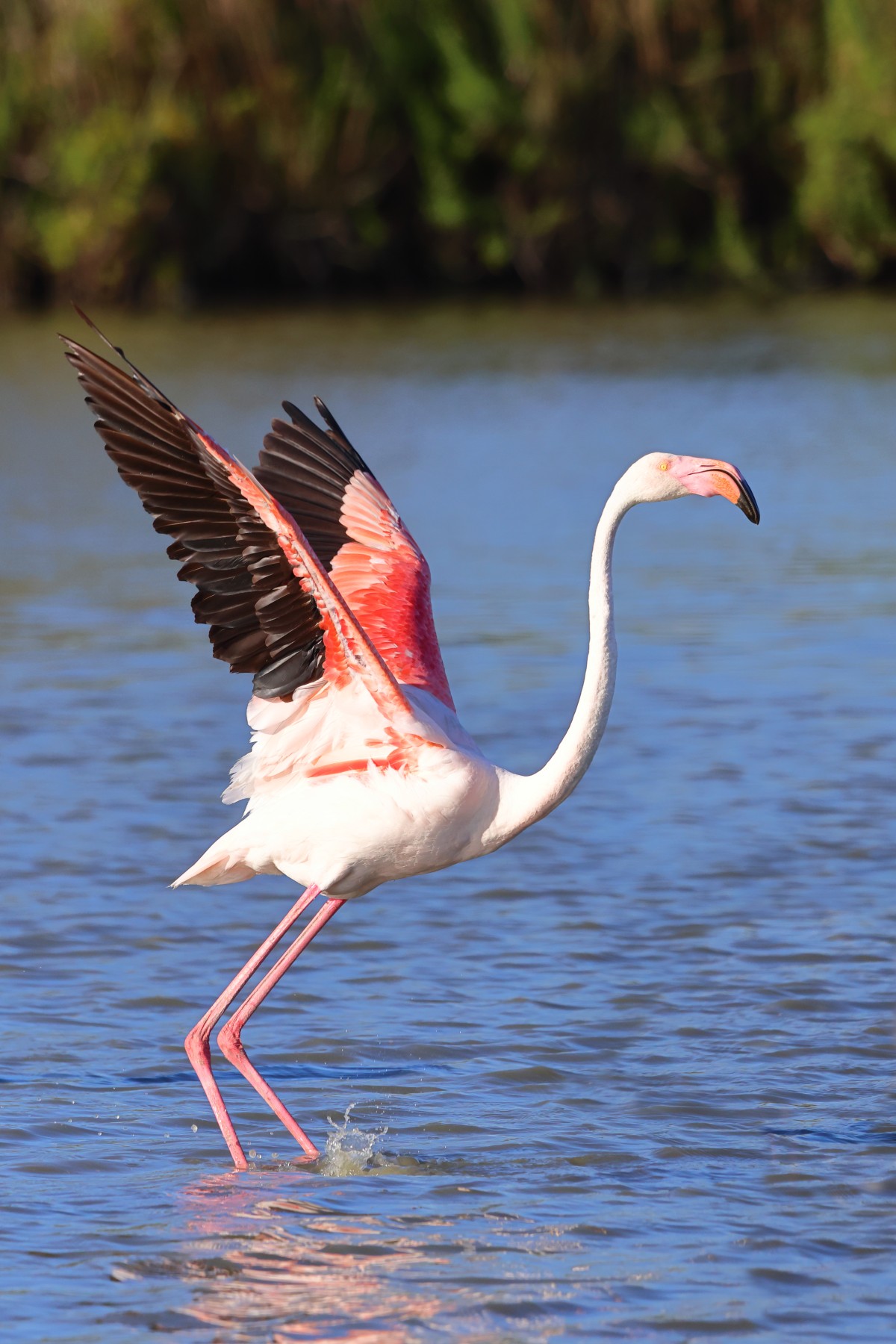 Flamingo