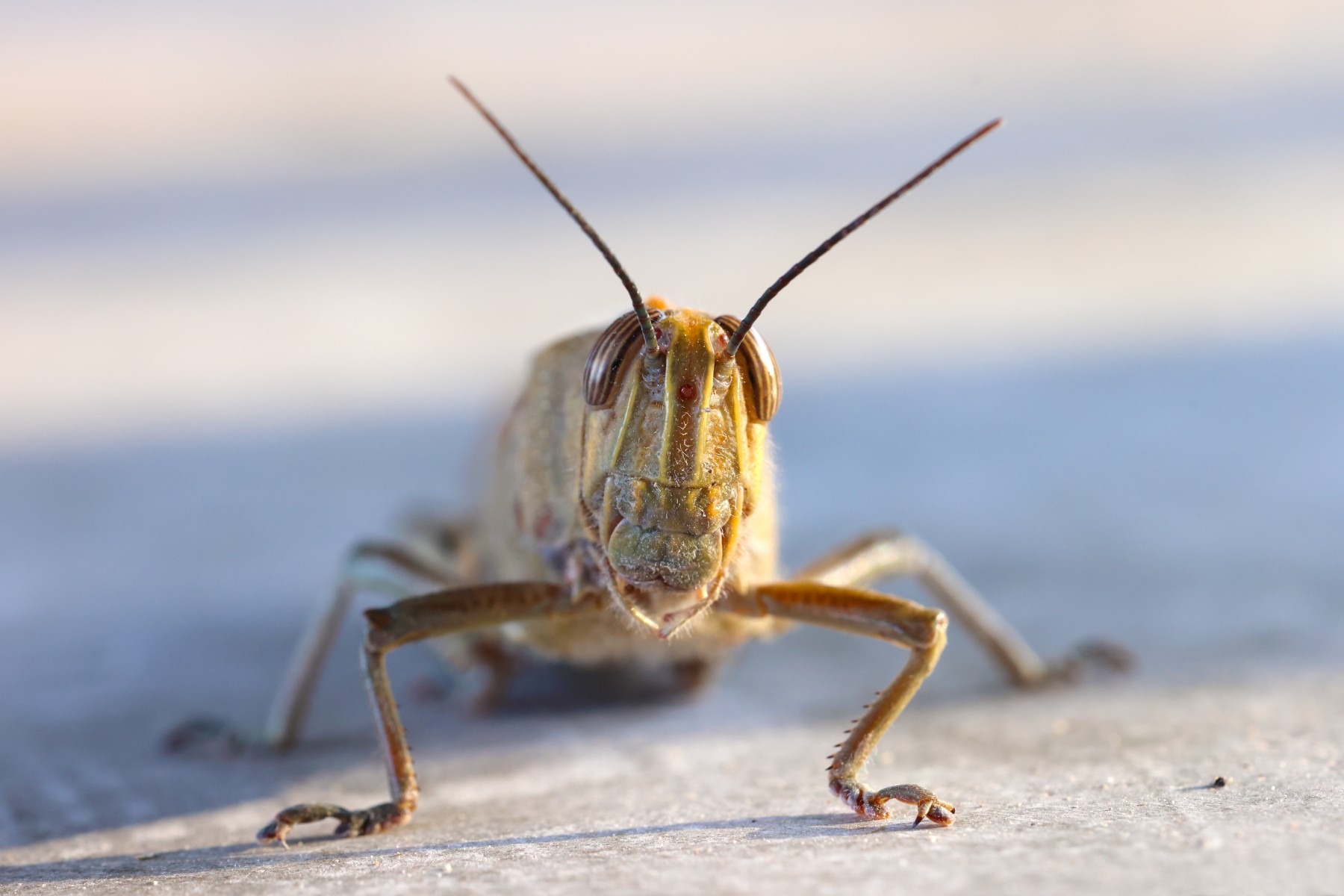 Grasshopper
