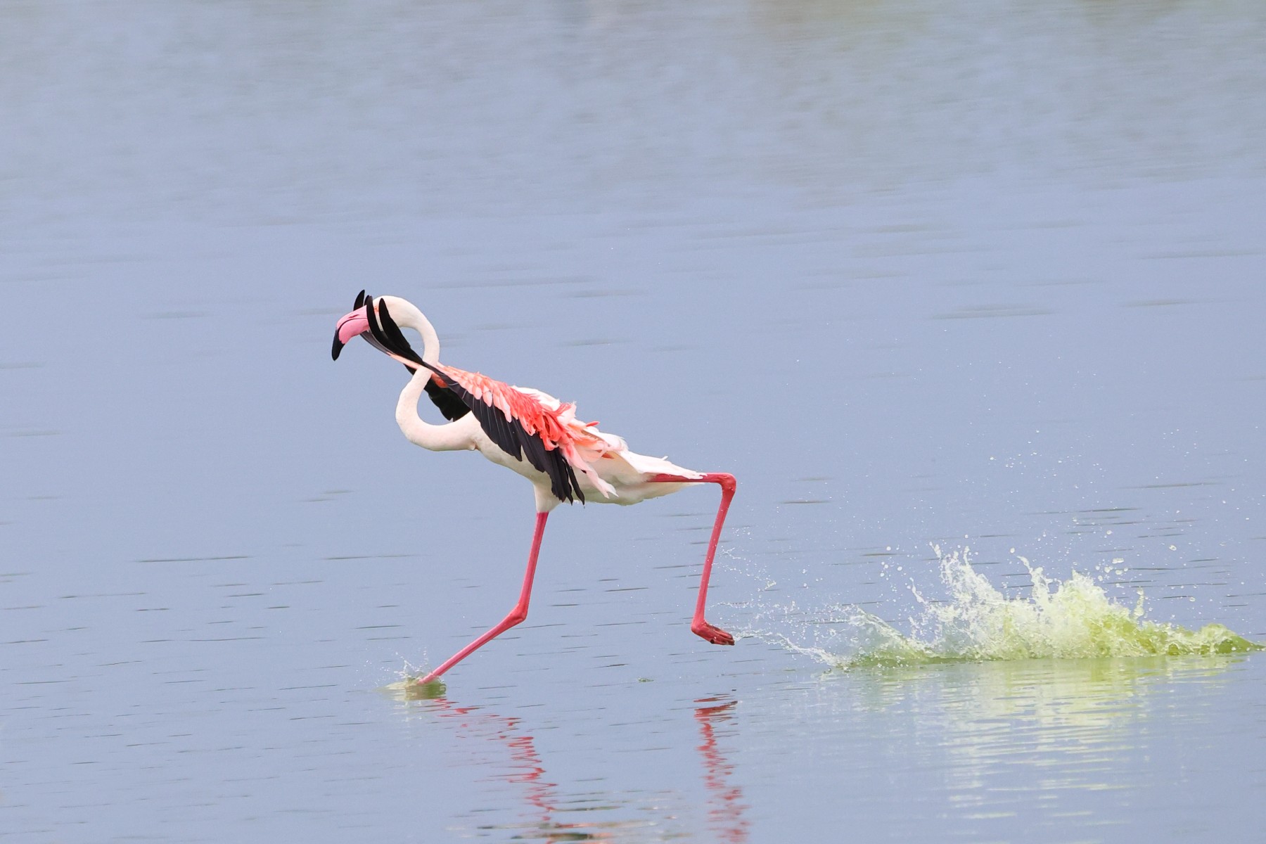 Flamingo