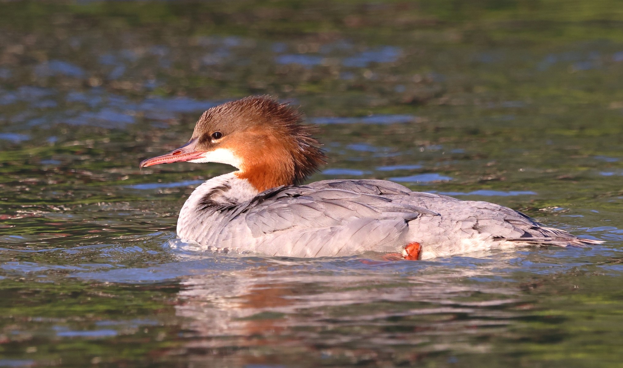 Common merganser (Mergus merganser)