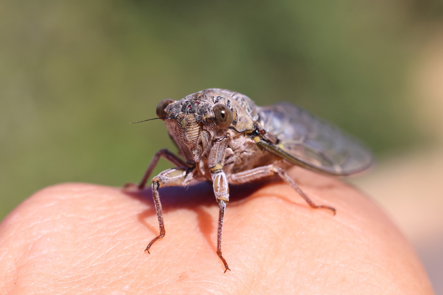 Ash cicada (Cicada orni)
