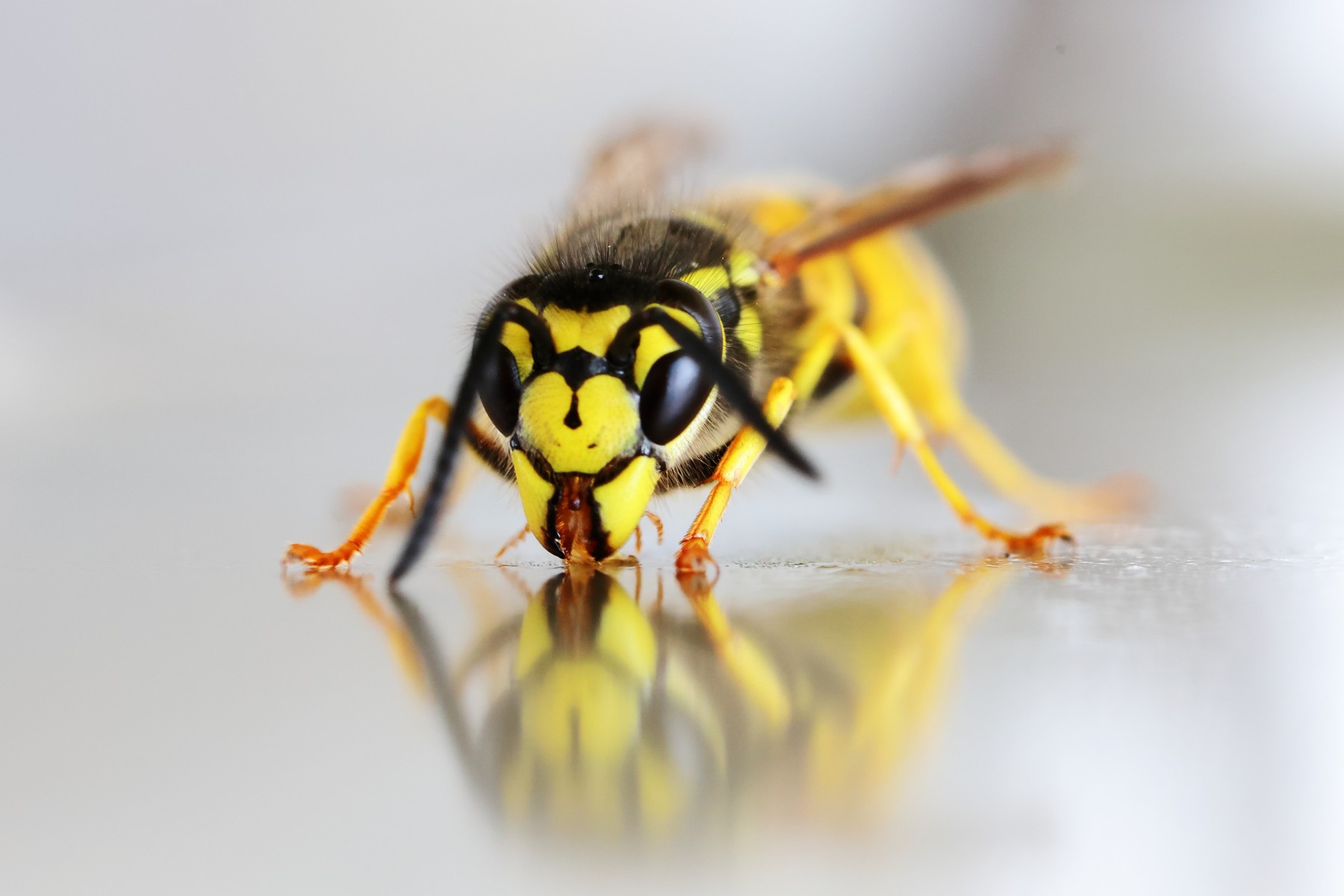 Wasp with a reflection