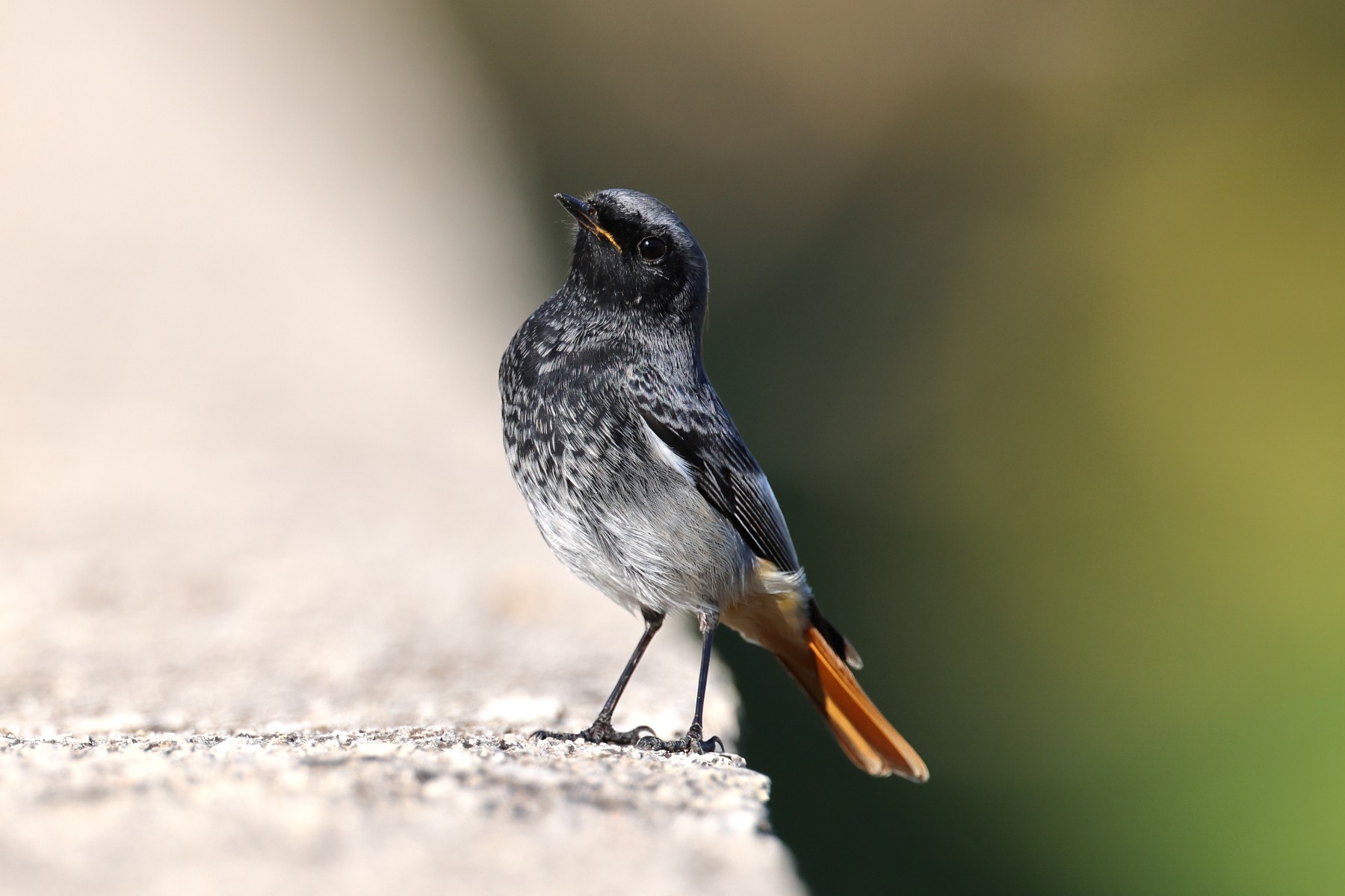 Black redstart (Phoenicurus ochruros)