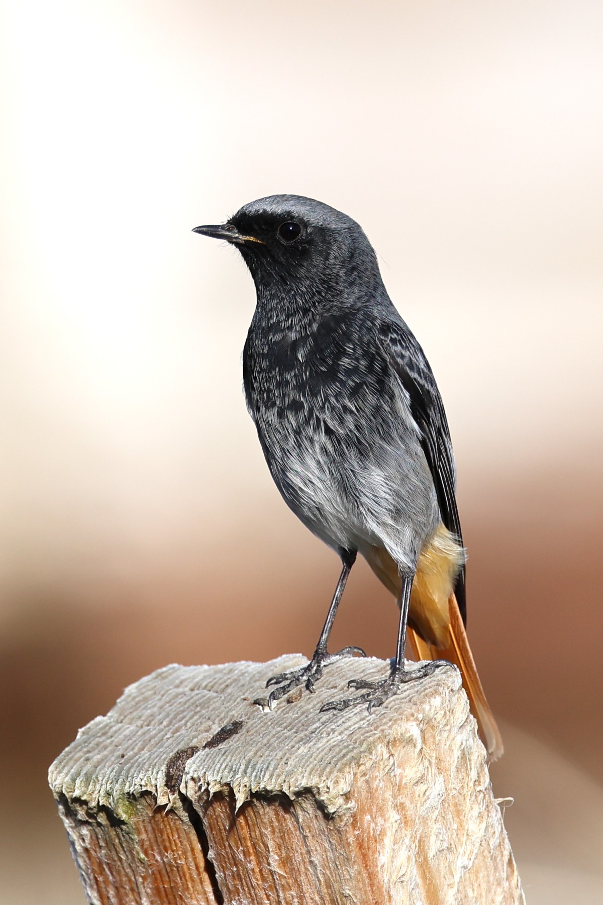 Black redstart (Phoenicurus ochruros)