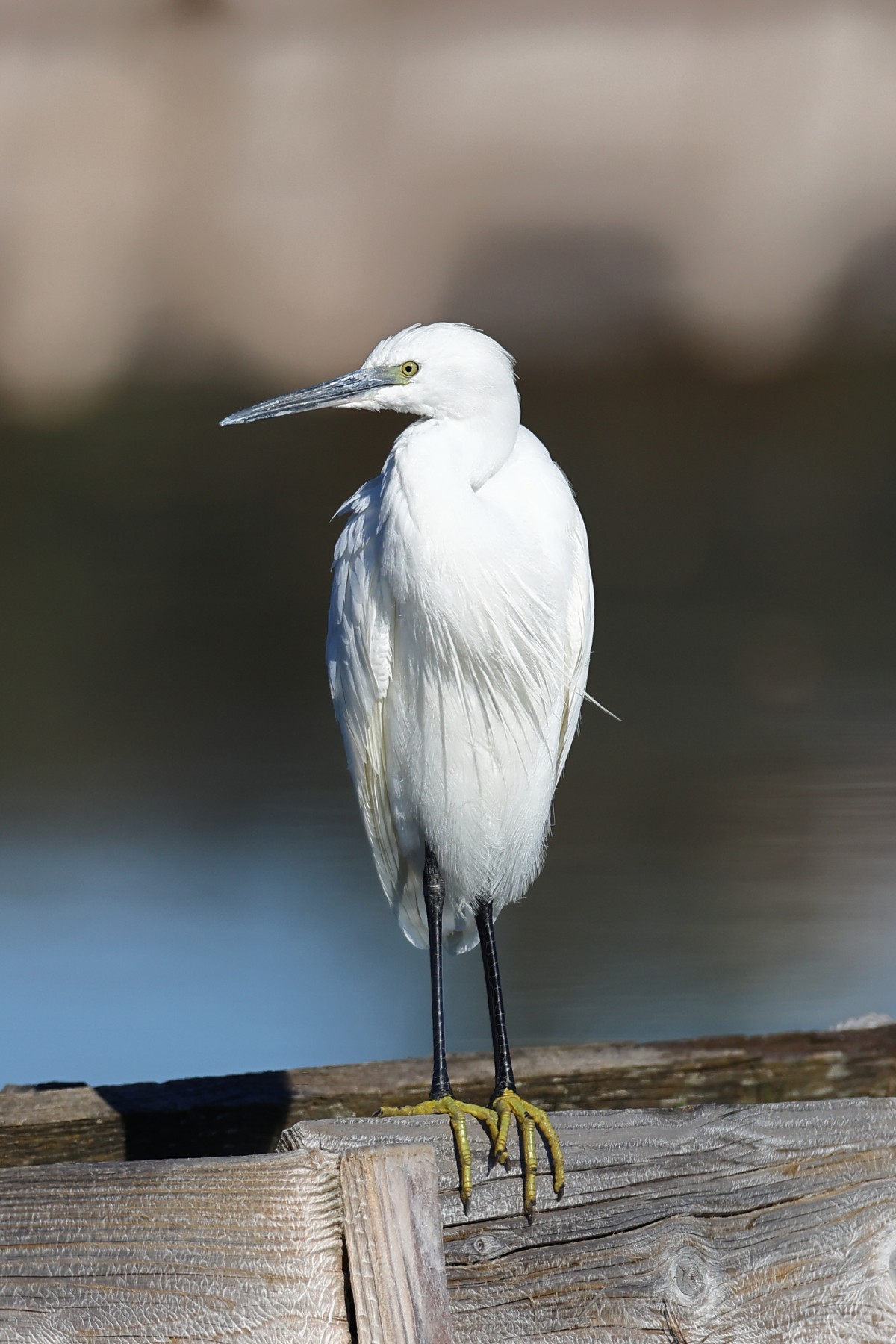 Little egret (Egretta garzetta)