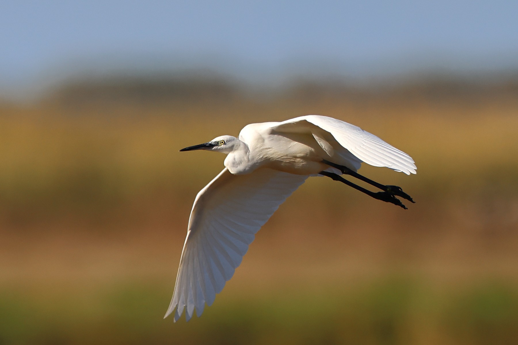 Little egret (Egretta garzetta)