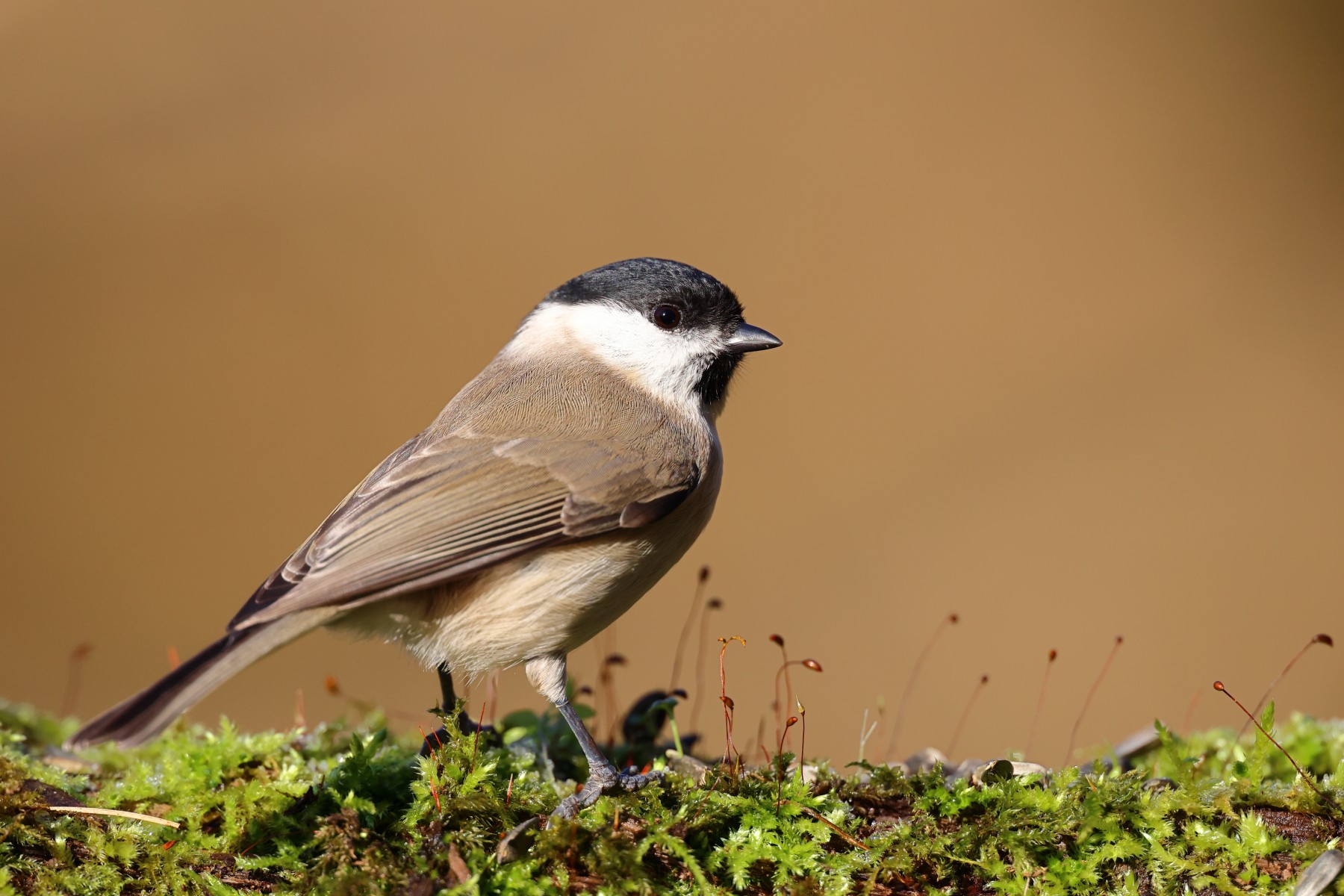 Marsh tit (Poecile palustris)