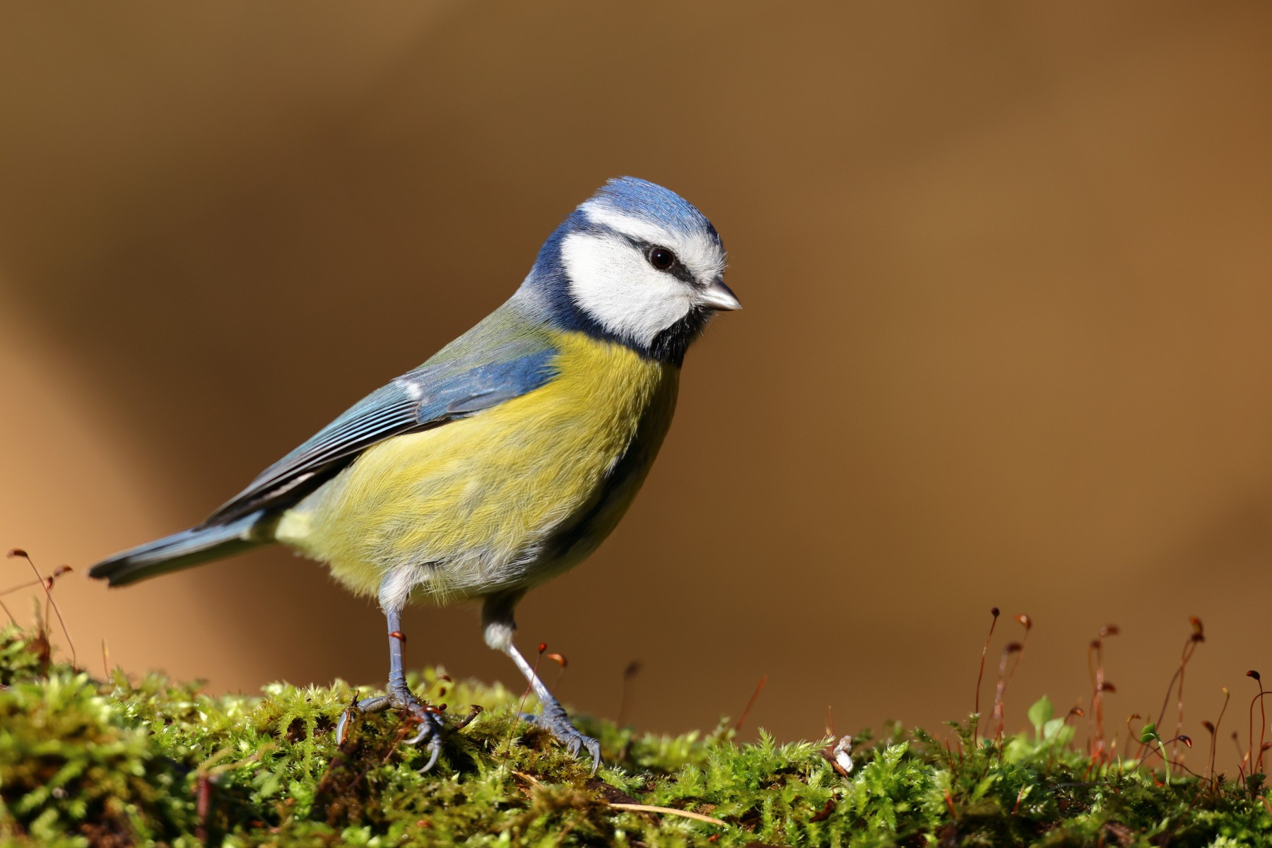 Blue tit (Cyanistes caeruleus)