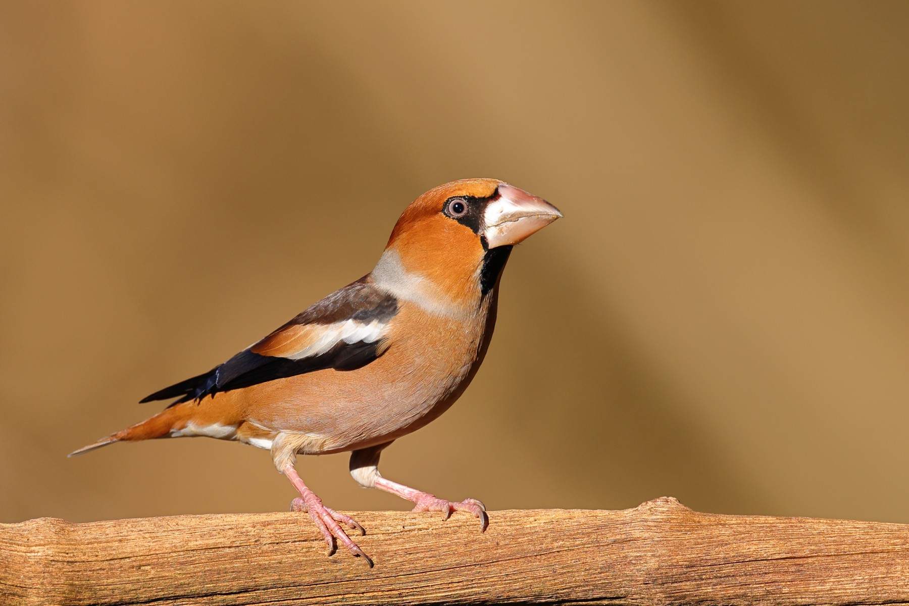 Hawfinch (Coccothraustes coccothraustes)