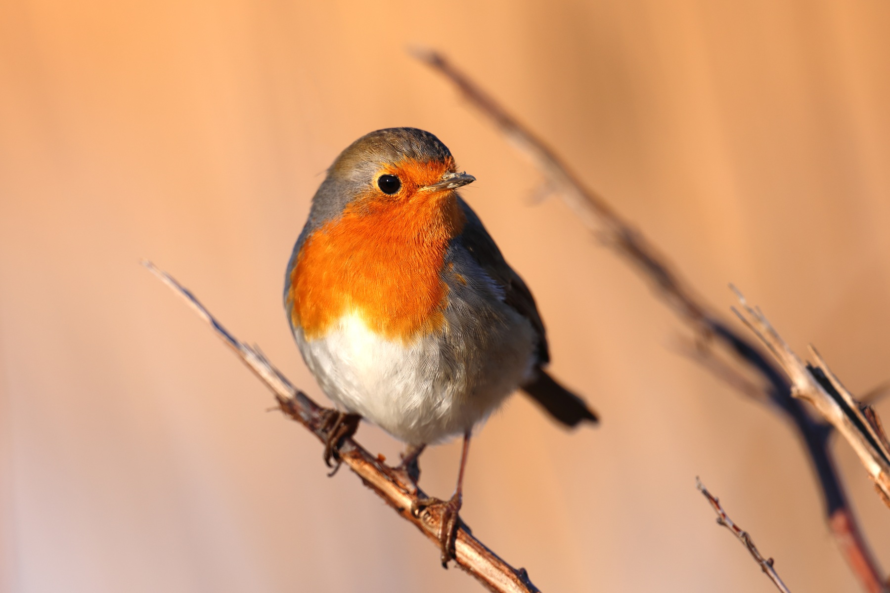 European robin (Erithacus rubecula)