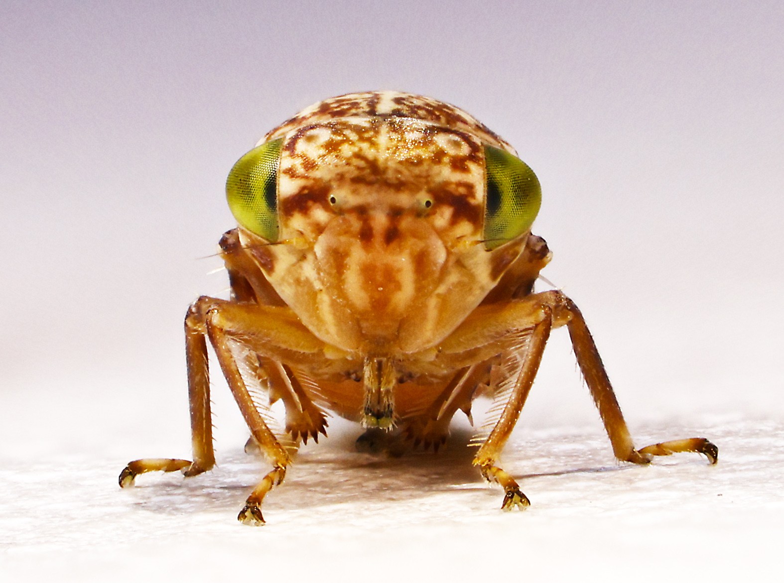 Leafhopper