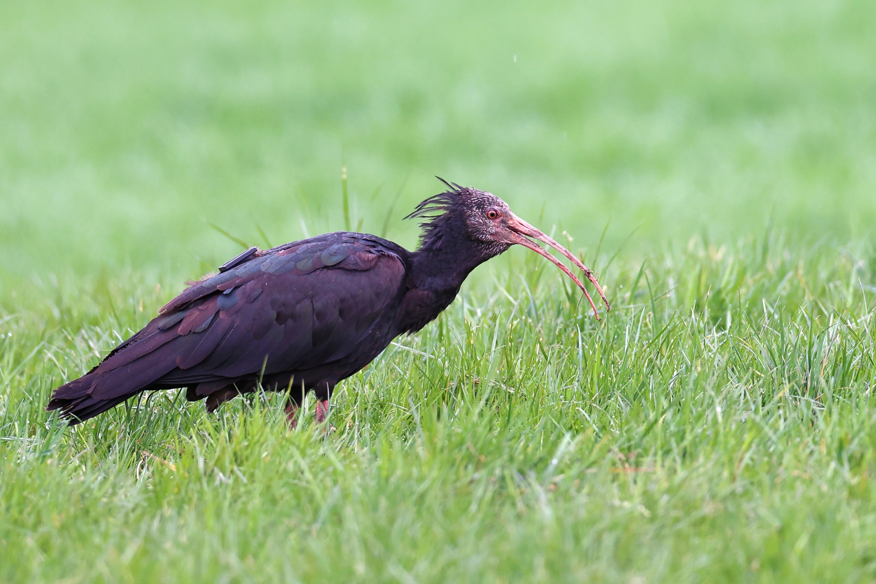 Northern bald ibis