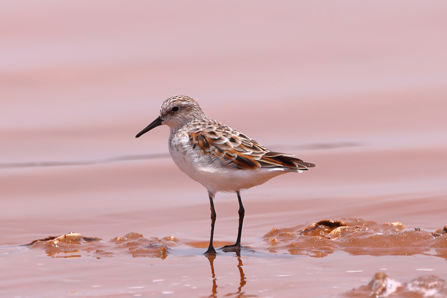 Little stint (Calidris minuta)