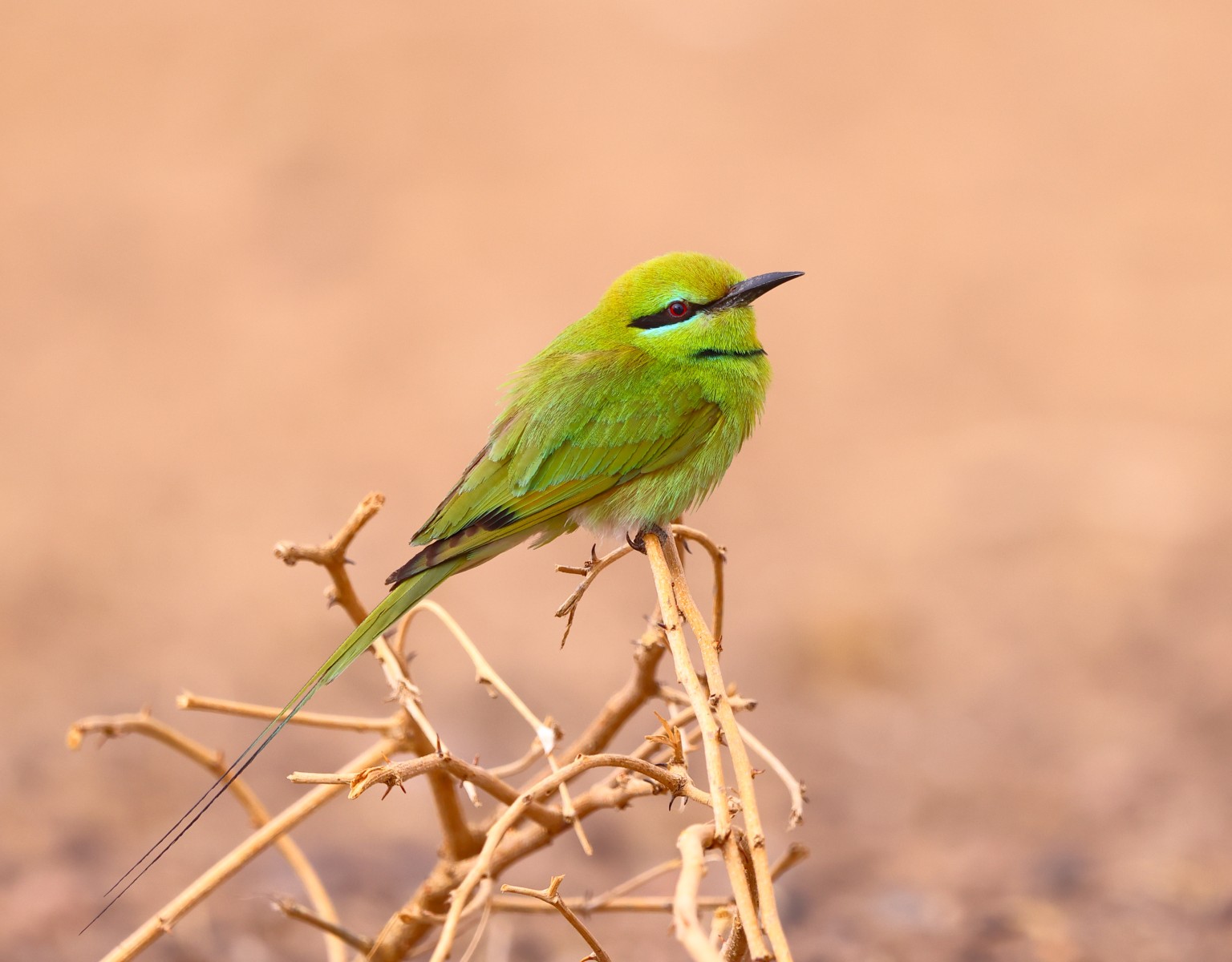 African green bee-eater (Merops viridissimus)