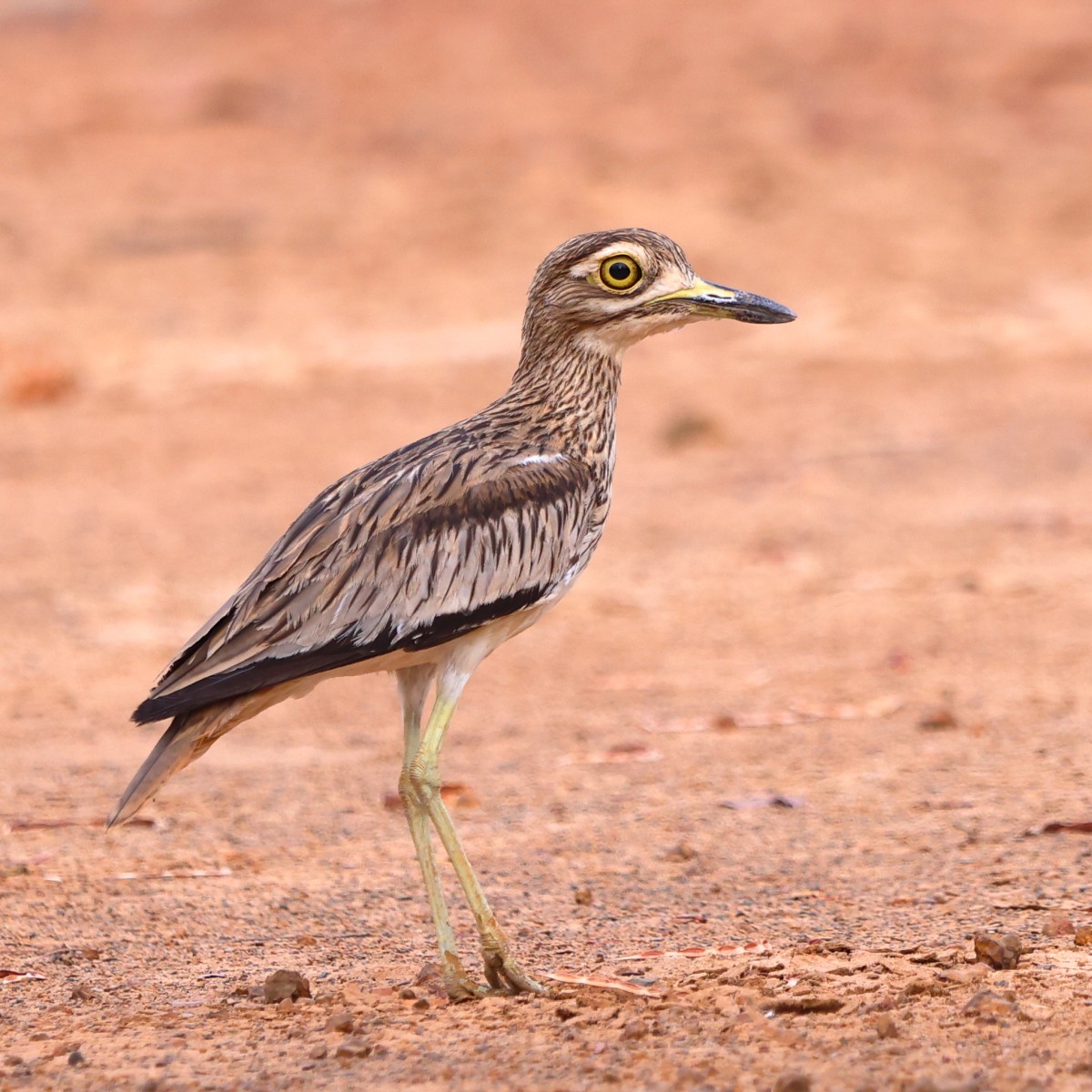 Senegal thick-knee (Burhinus senegalensis)
