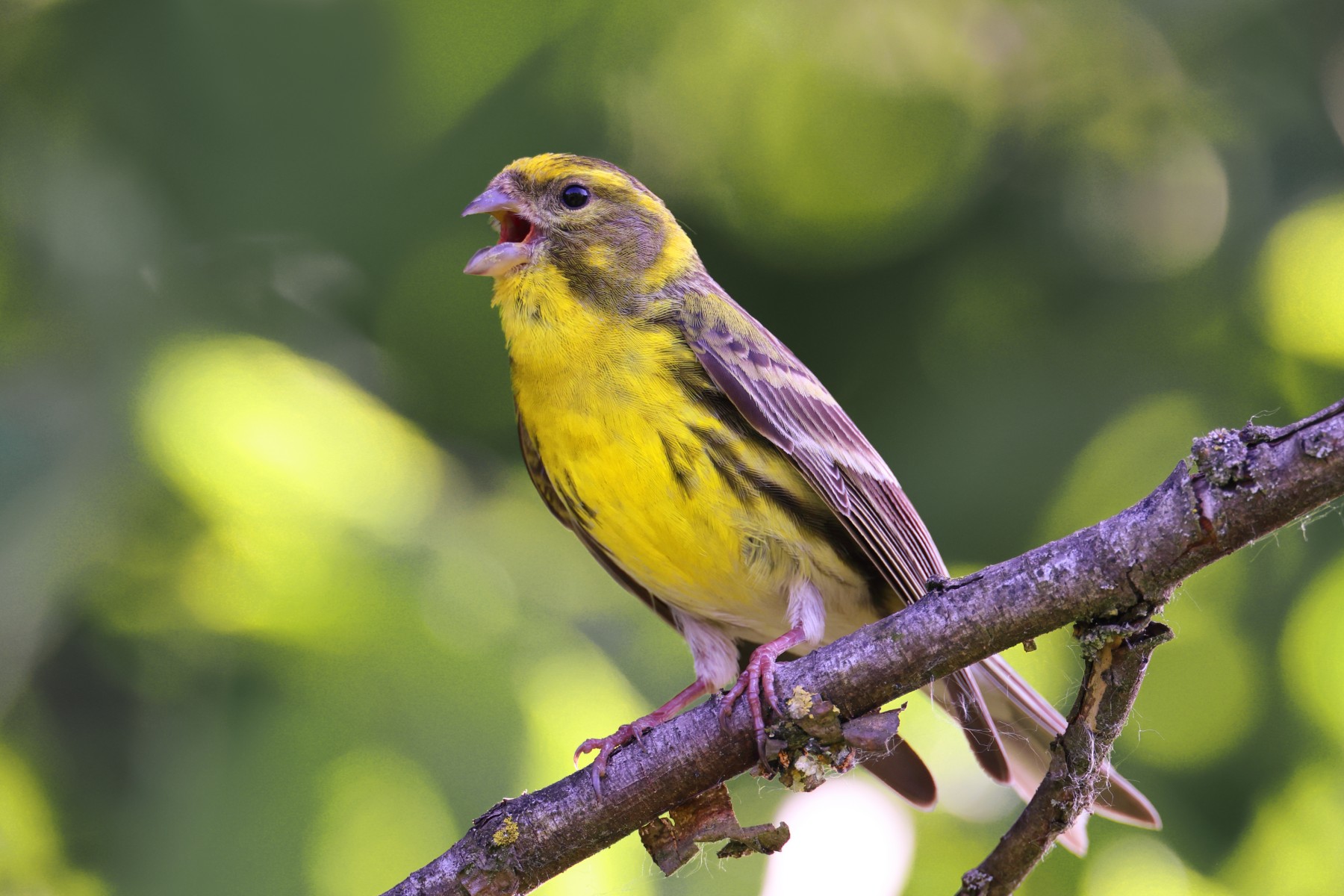 European serin (Serinus serinus)