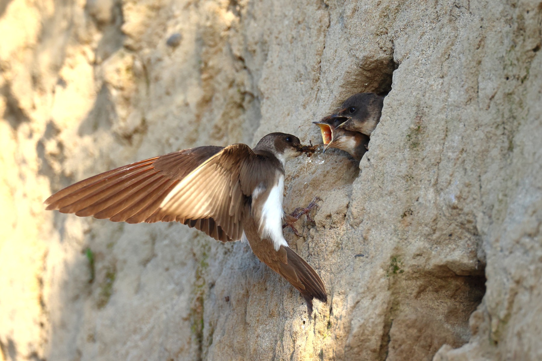 Sand martin