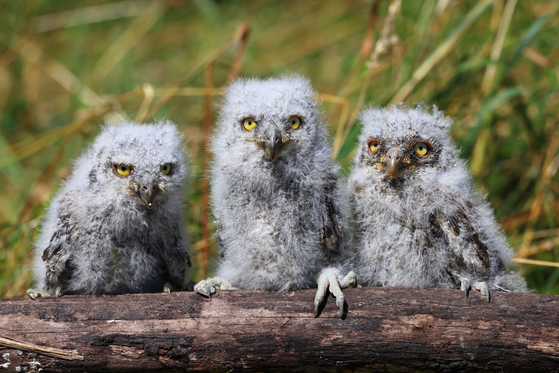 Eurasian scops owl (Otus scops)