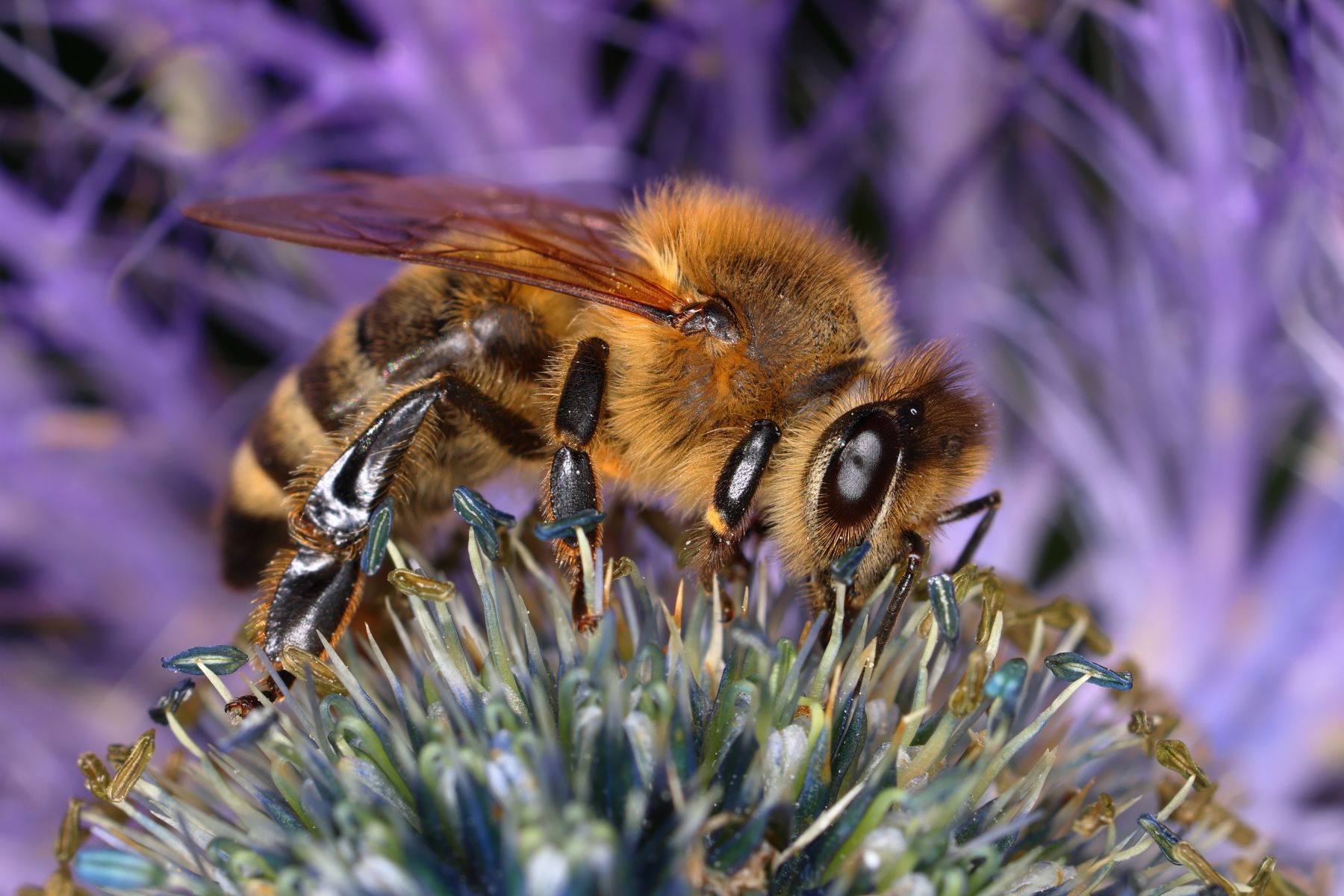 Bee on the queen of the Alps flower