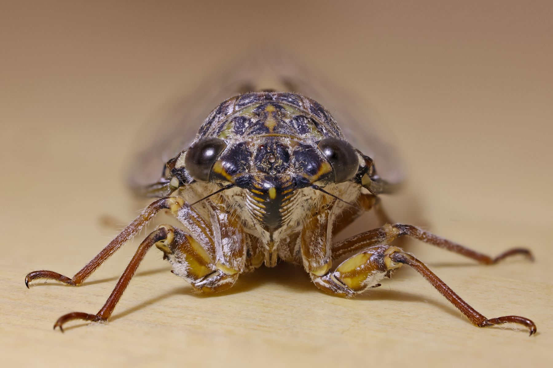 Ash cicada (Cicada orni)