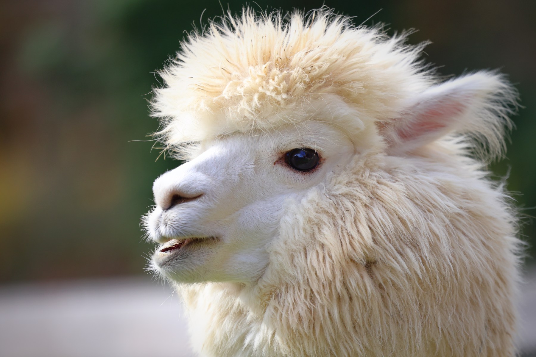 Alpaca