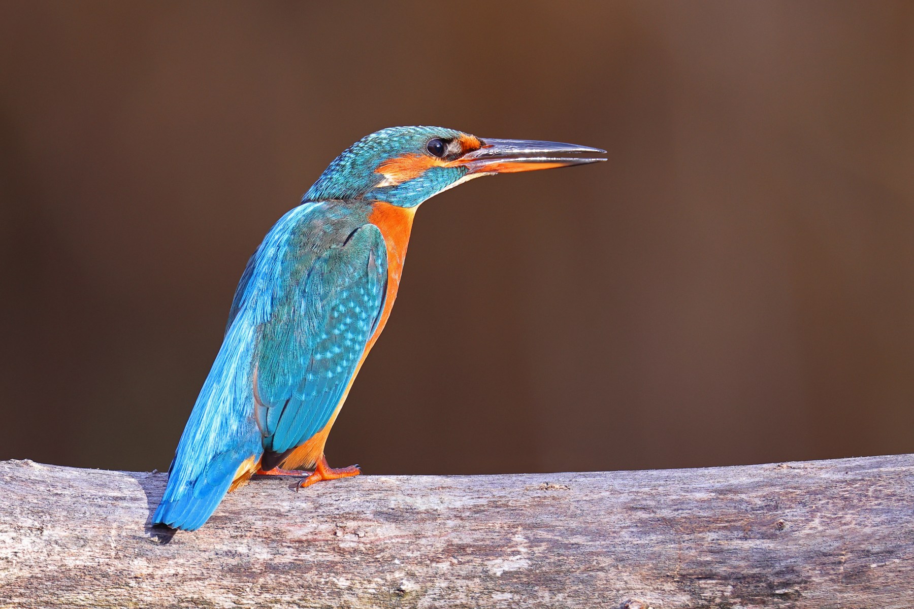 Common kingfisher (Alcedo atthis)