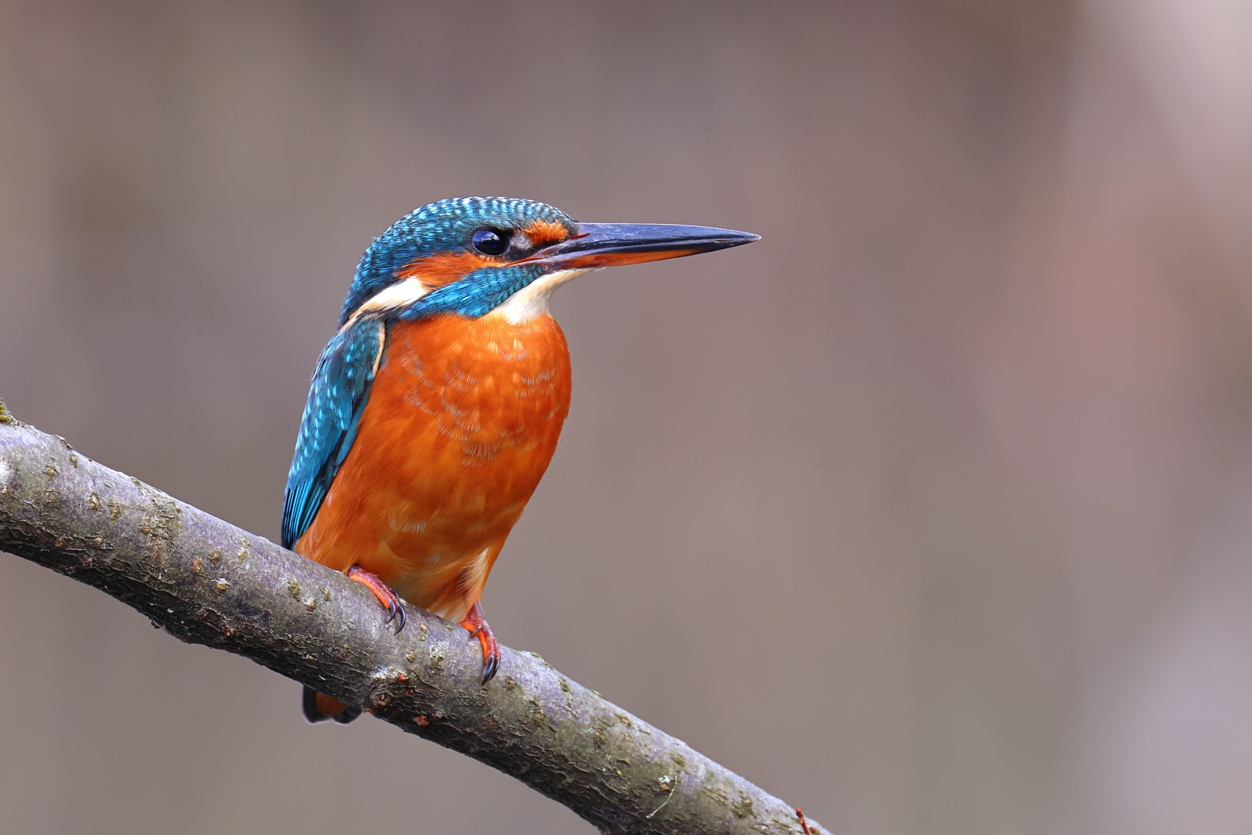 Common kingfisher (Alcedo atthis)