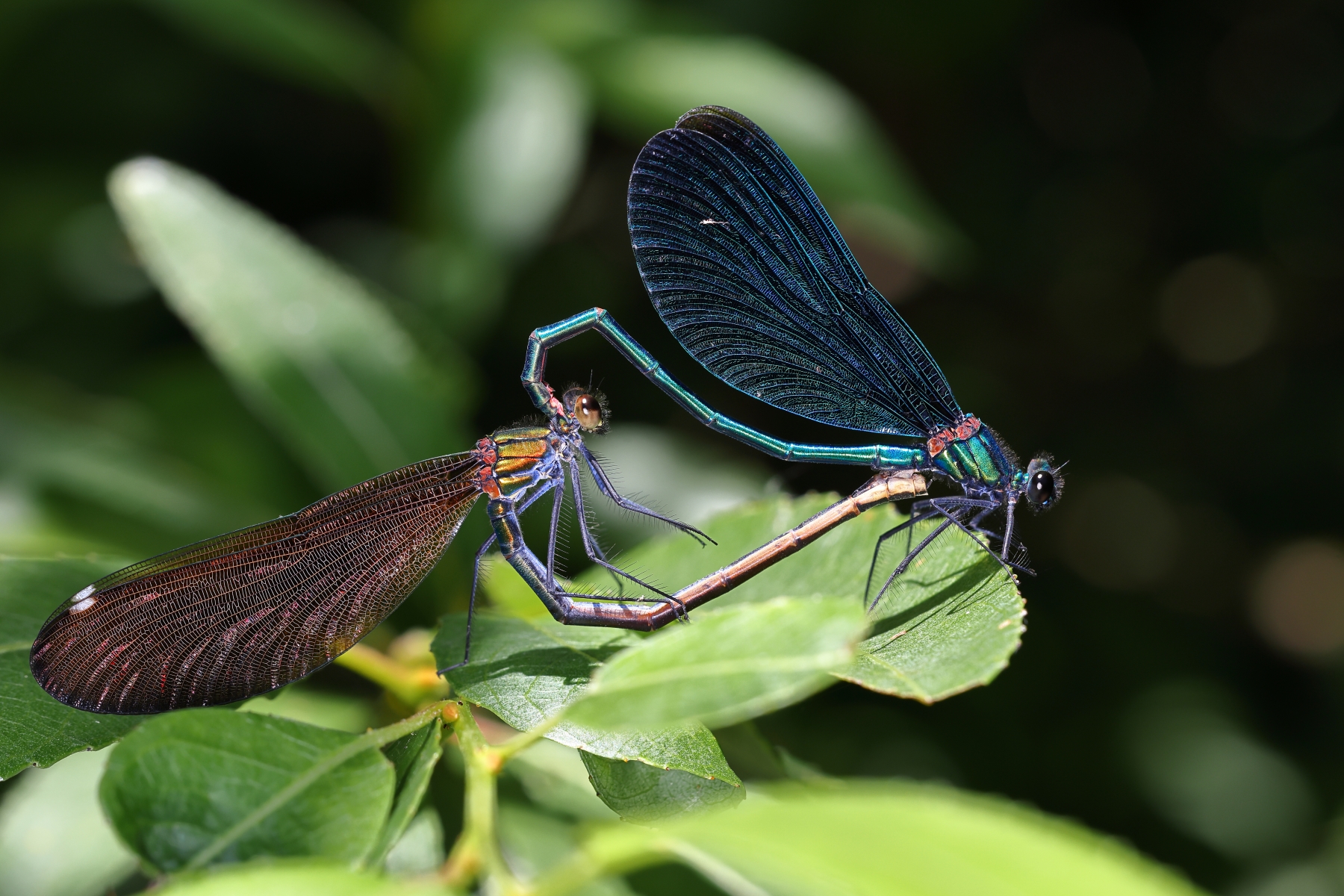 Beautiful demoiselle (Calopteryx virgo)