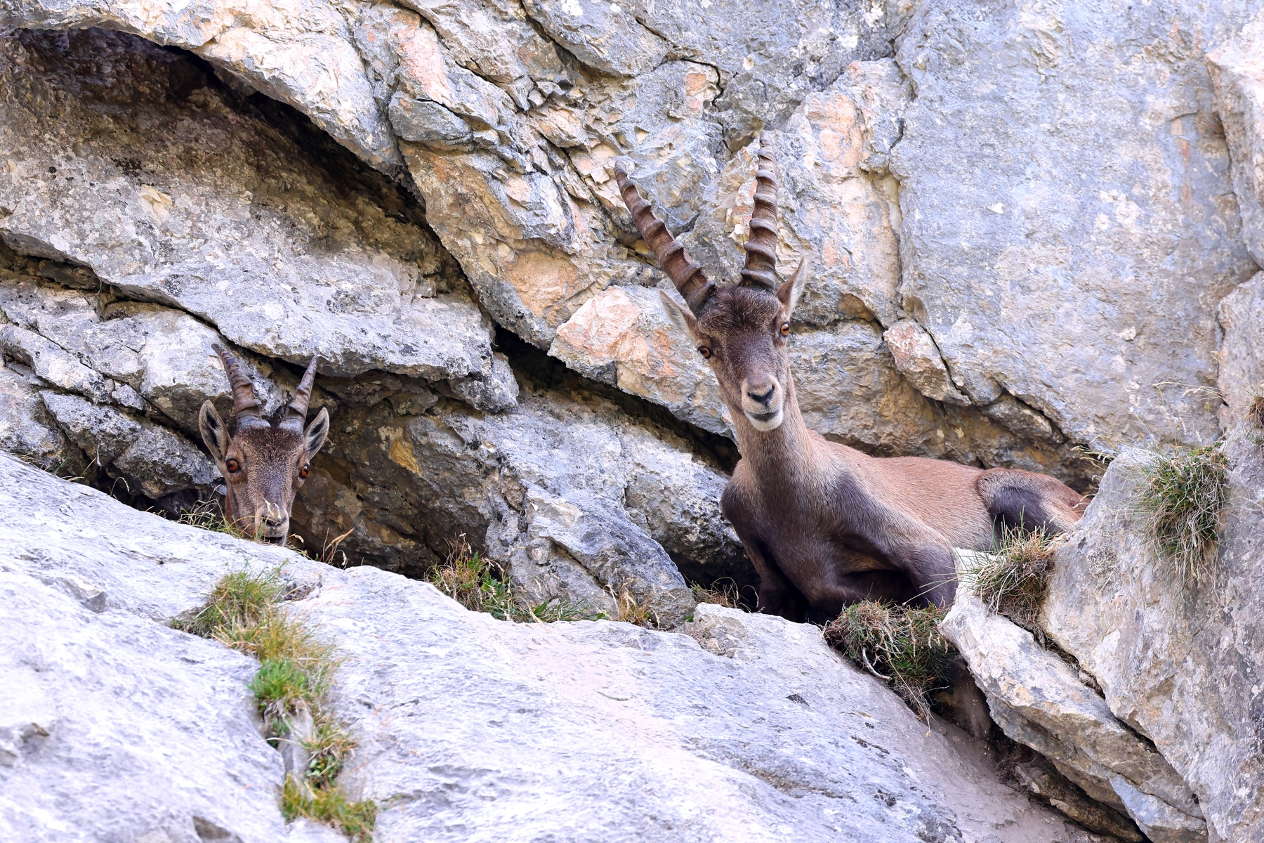 Alpine ibex