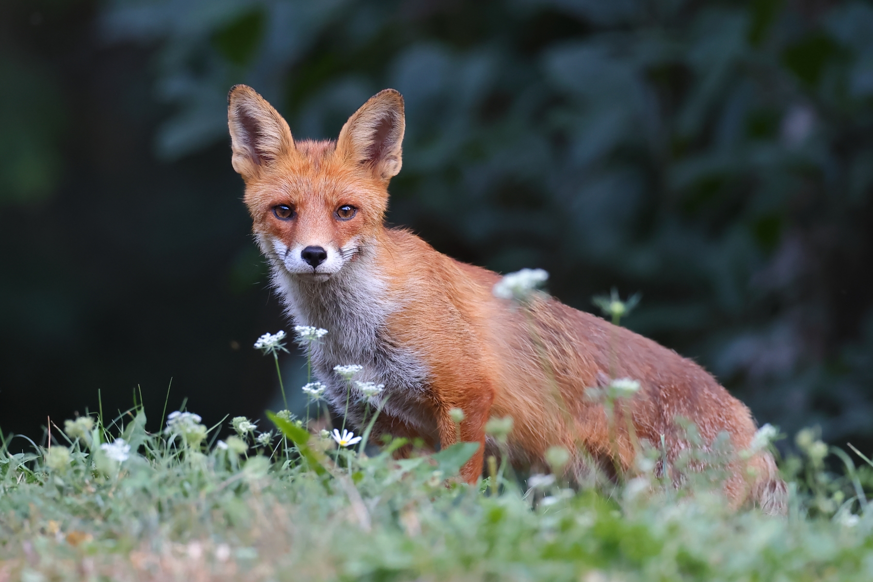 Fox