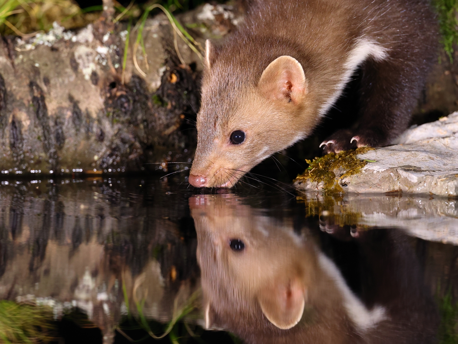 Beech marten