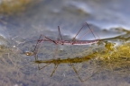 Common water-measurer (Hydrometra stagnorum)