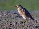 Squacco heron