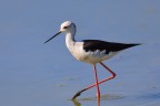 Black-winged stilt