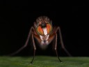 Fly