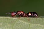 Ant queen