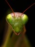 European mantis