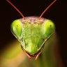 European mantis